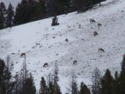There were ELK all over this hill. You can only see a few in this pick.