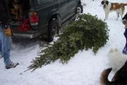 The Mann Tree