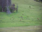 Elk