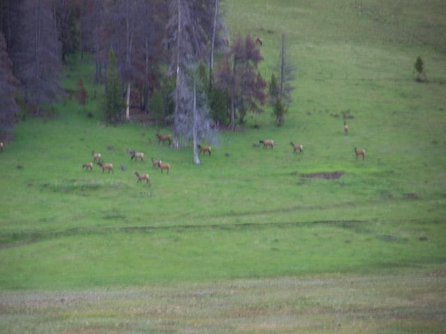 lots and lots of elk