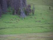 lots and lots of elk