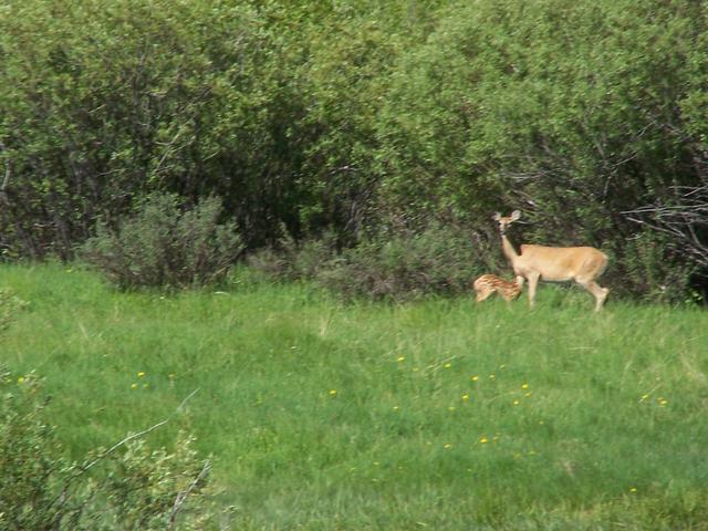 100_1313.JPG
