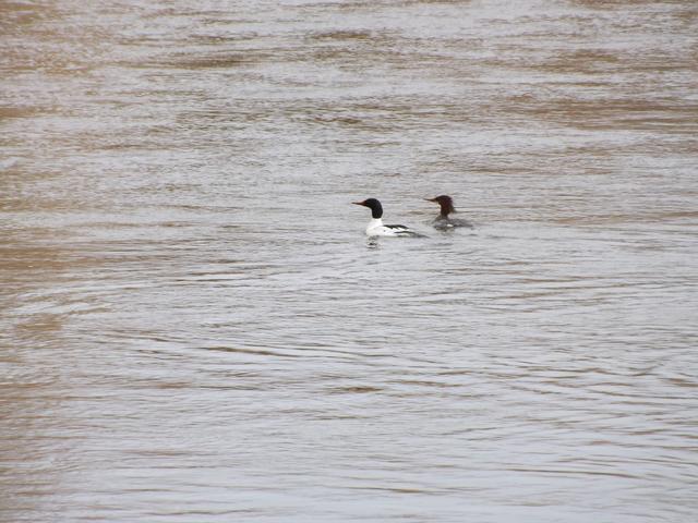 DSCF2303.JPG