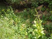 DSCF4208.JPG