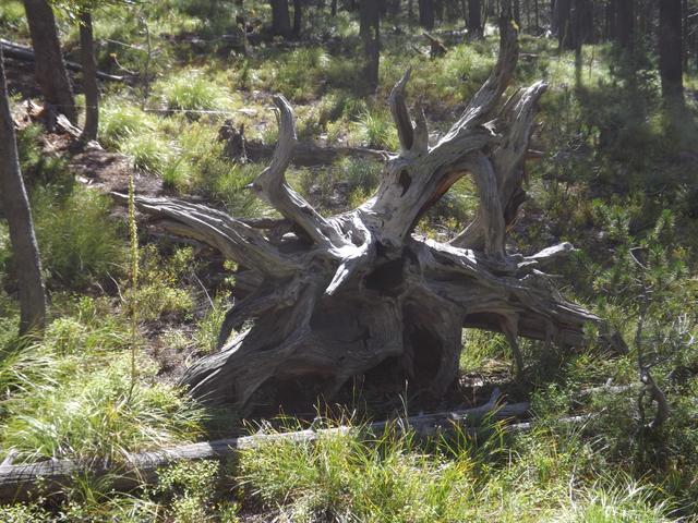 DSCF4317.JPG