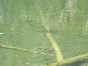 DSCF4405.JPG