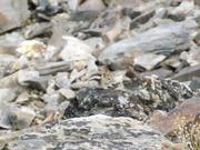DSCF4495.JPG