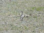 DSCF9108.JPG