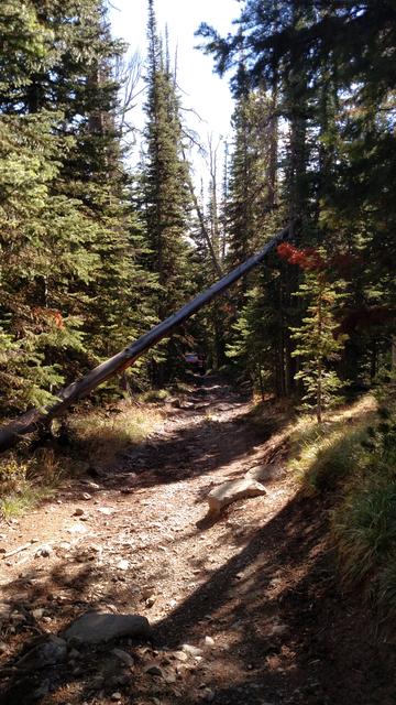 Another dead-fall across the trail - will Don clear?