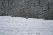 IMG_7339_001.jpg