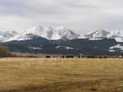 Trail ride Jan 05 003