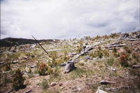 deer2