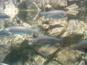 DSCF0003