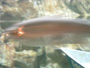 DSCF0004