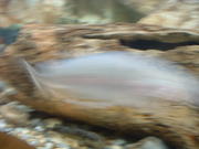 DSCF0006