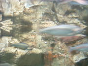 DSCF0007