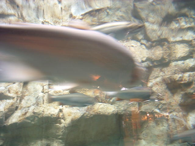 DSCF0008