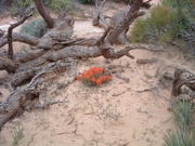 DSCF0062