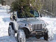 Tree Run