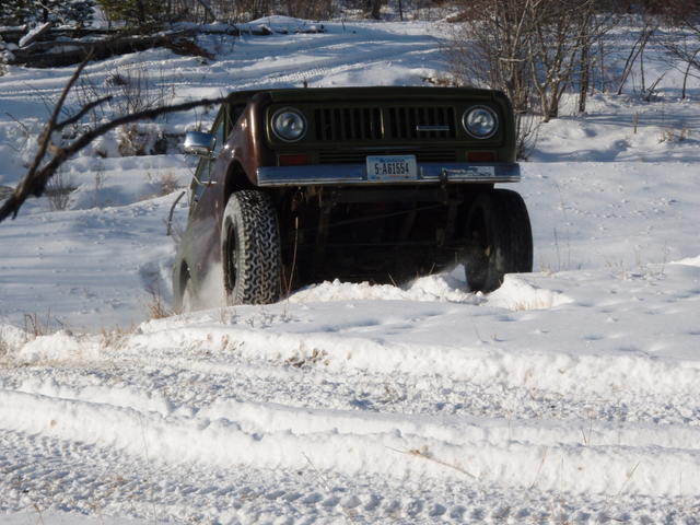 Tree Run (11)
