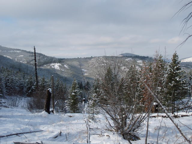 Tree Run (14)