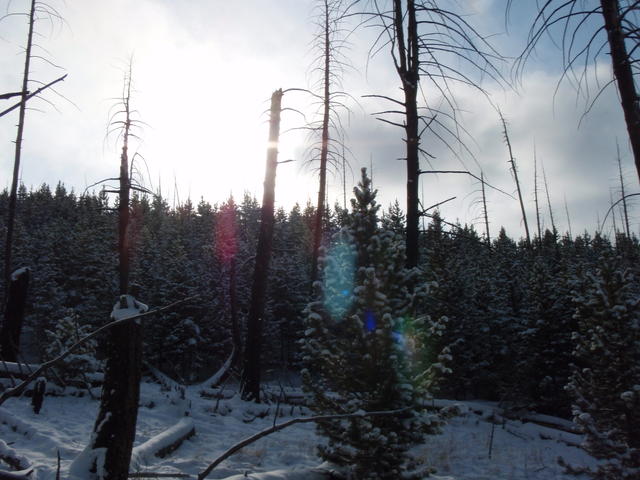 Tree Run (15)