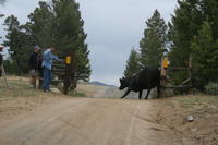 Cow with two paws stuck in the cattle guard