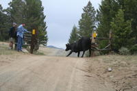 Cow with two paws stuck in the cattle guard