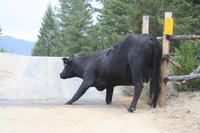 Cow with two paws stuck in the cattle guard