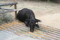 Cow with two paws stuck in the cattle guard