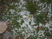 DSCF0042