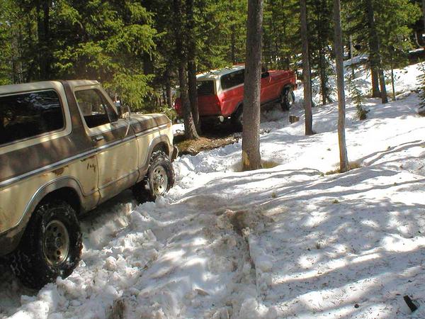 The Gordon's getting "up close and personal" with one of Montana's finest evergreens.